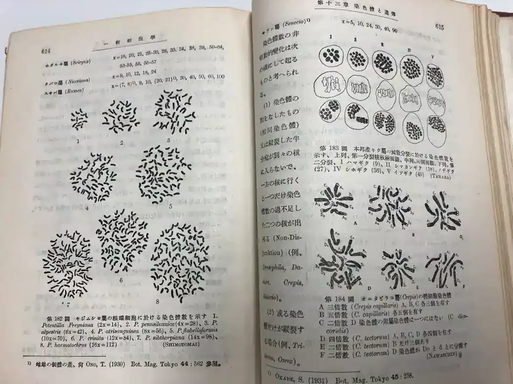 Chromosome illustrations and chromosome number comparisons reproduced from a 1930s Japanese cytology book