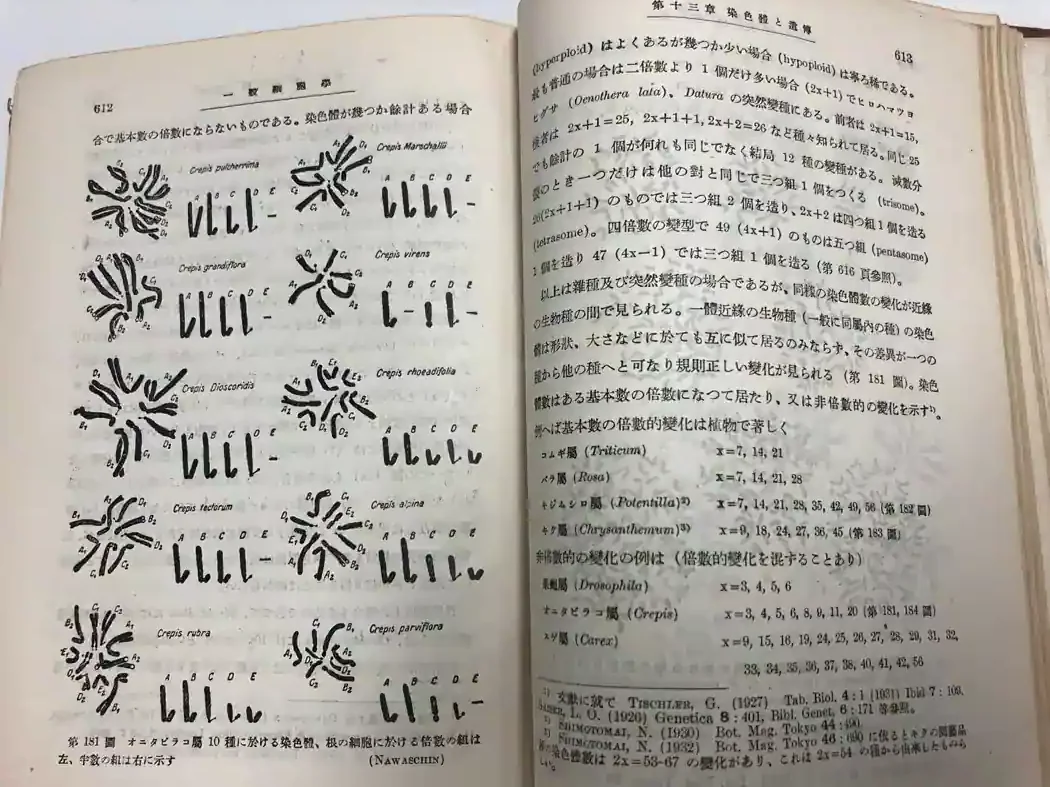 Japanese cytology textbook discussing polyploidy and chromosome numbers in plants