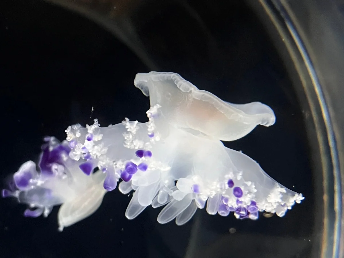Kyoto Science Museum With Kids: Hands-On Exhibits, Photos & Visitor Guide